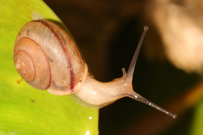 Ốc sên châu Á (Bradybaena similaris)